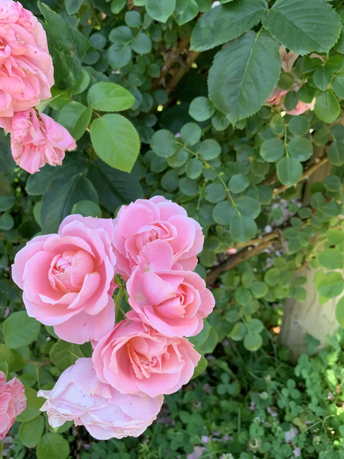 大人の遠足〜薔薇とワインを楽しむ会〜の画像_16