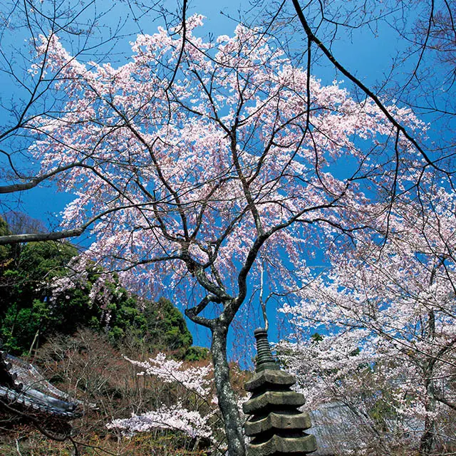 西行桜（勝持寺）