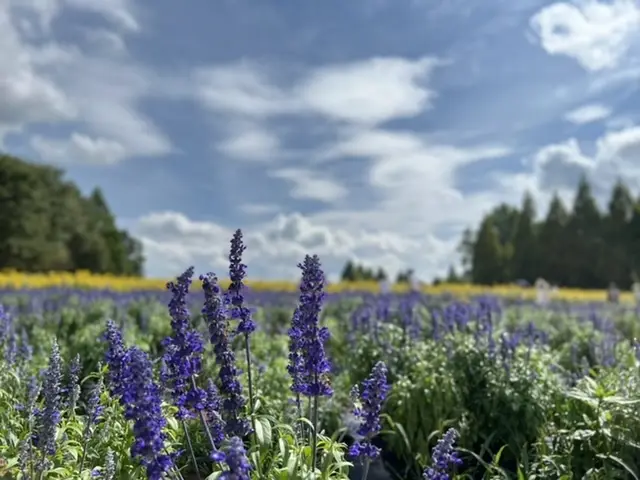 ブルーサルビア