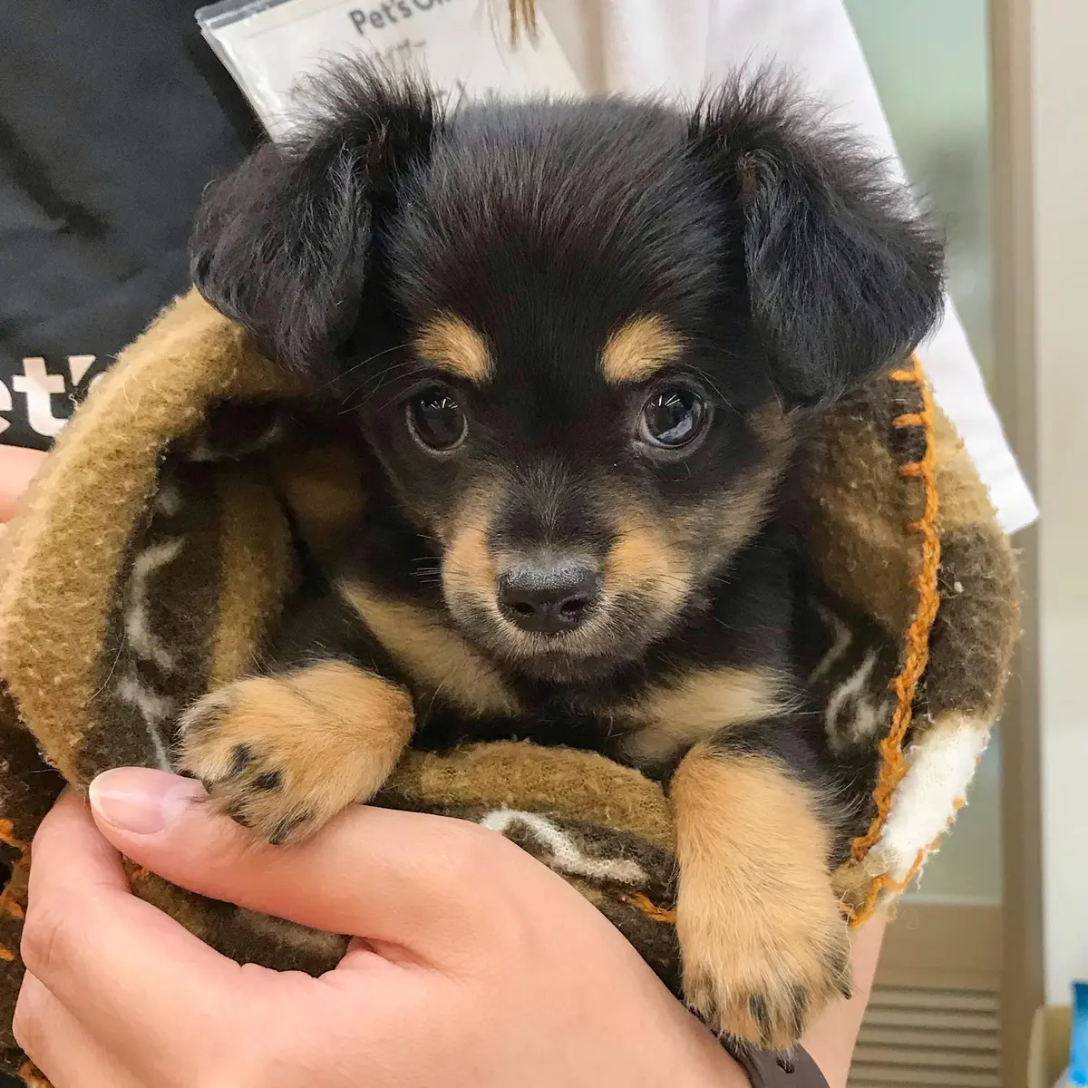 エクラ 華組　佐藤綾子さんの愛犬