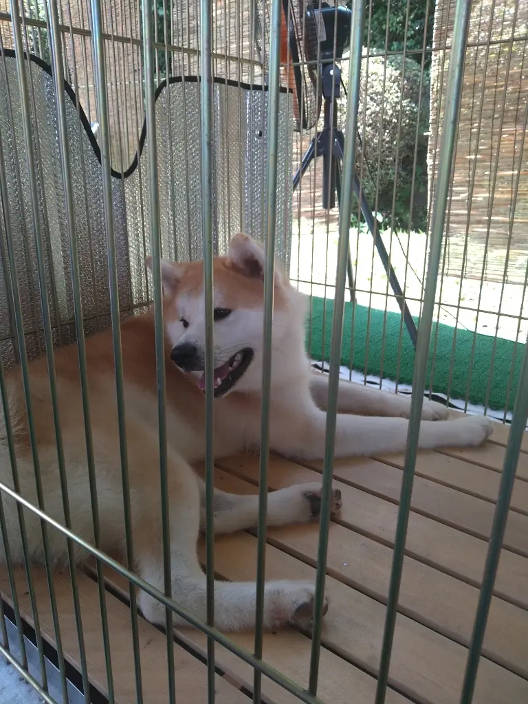 秋田犬の将平丸くん