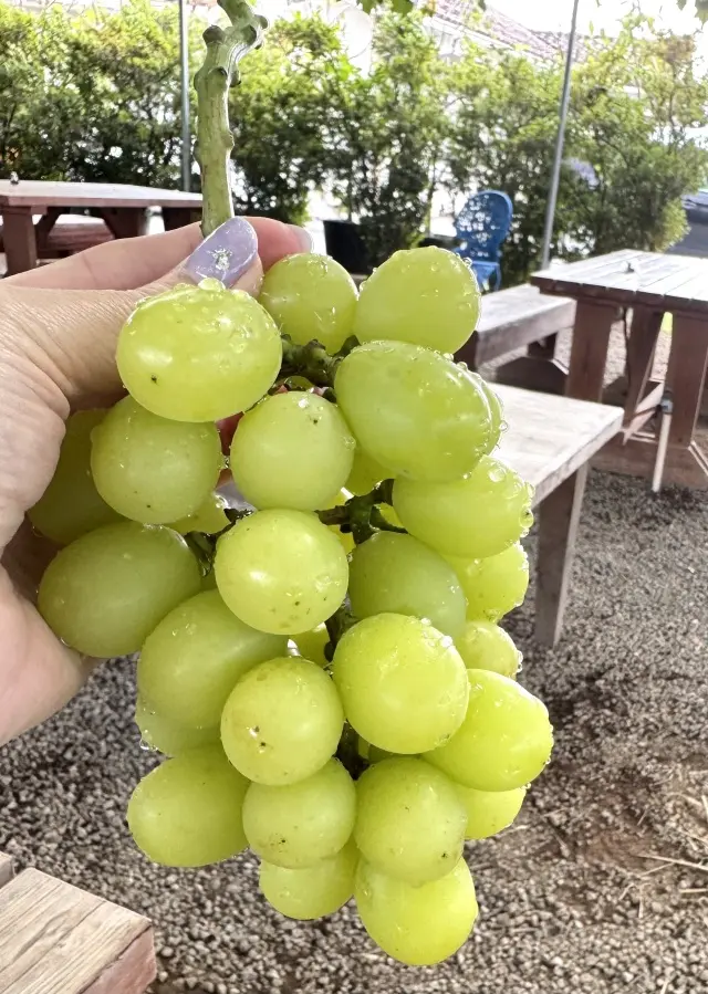 秋の贅沢時間シャインマスカット食べ放題のの画像_5
