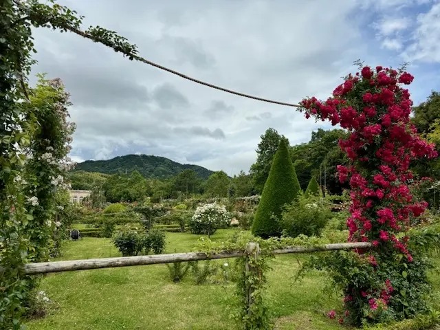 美しいバラに魅了された日♡の画像_5