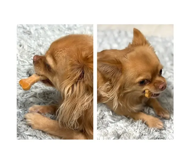 ワンちゃんとくつろげる北欧風カフェへの画像_9