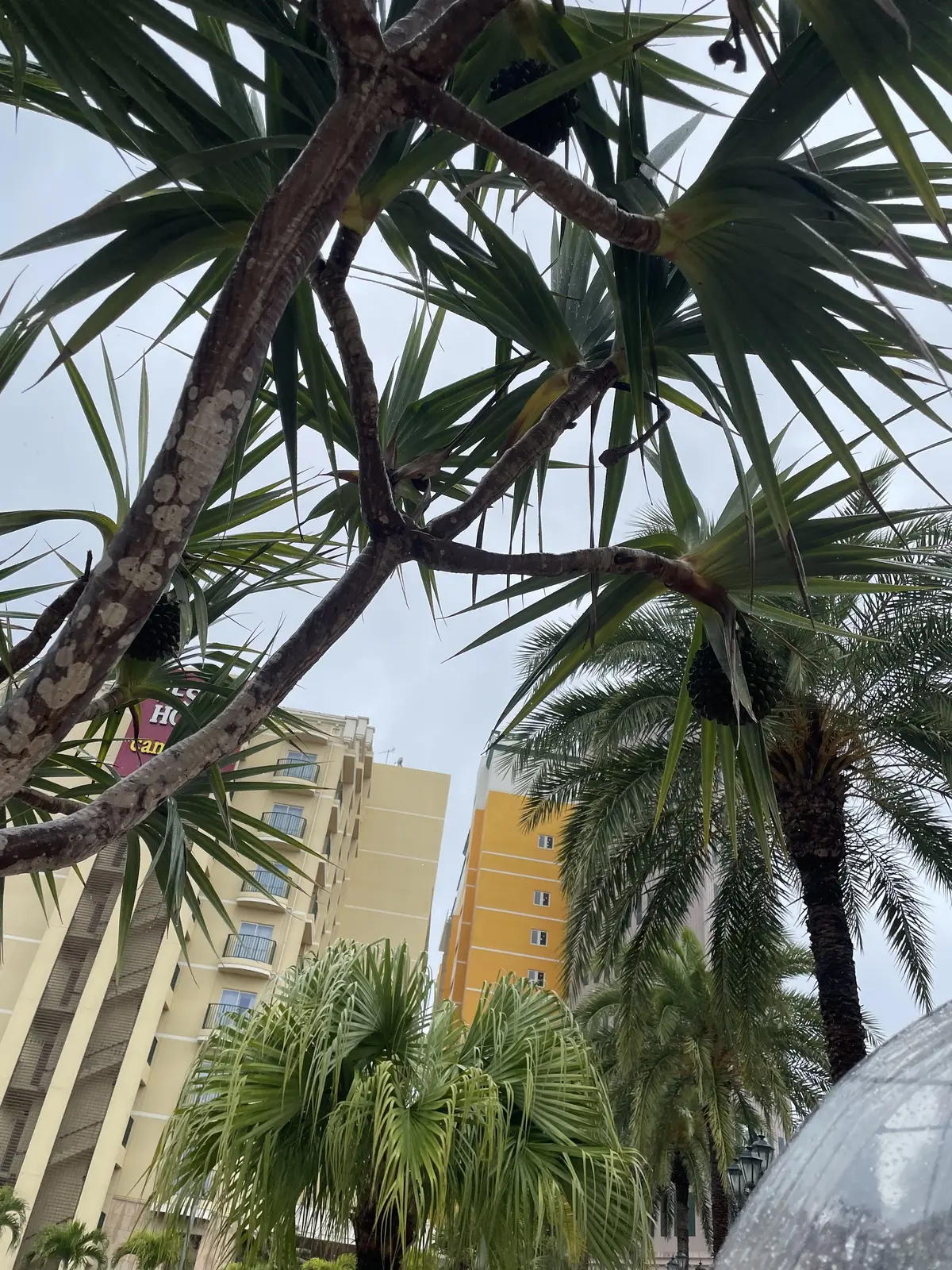 シーズンオフ 2泊３日の沖縄旅　島ぜんぶの画像_12