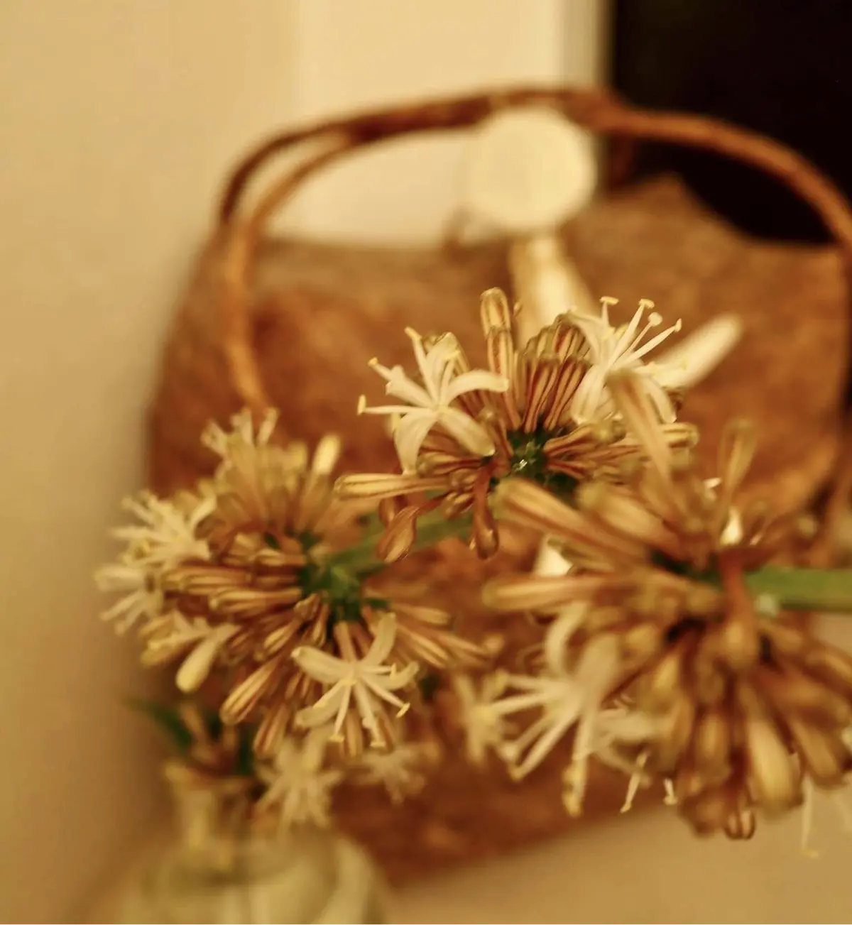 お福分け！奇跡が運ぶ「幸運」の花。の画像_2