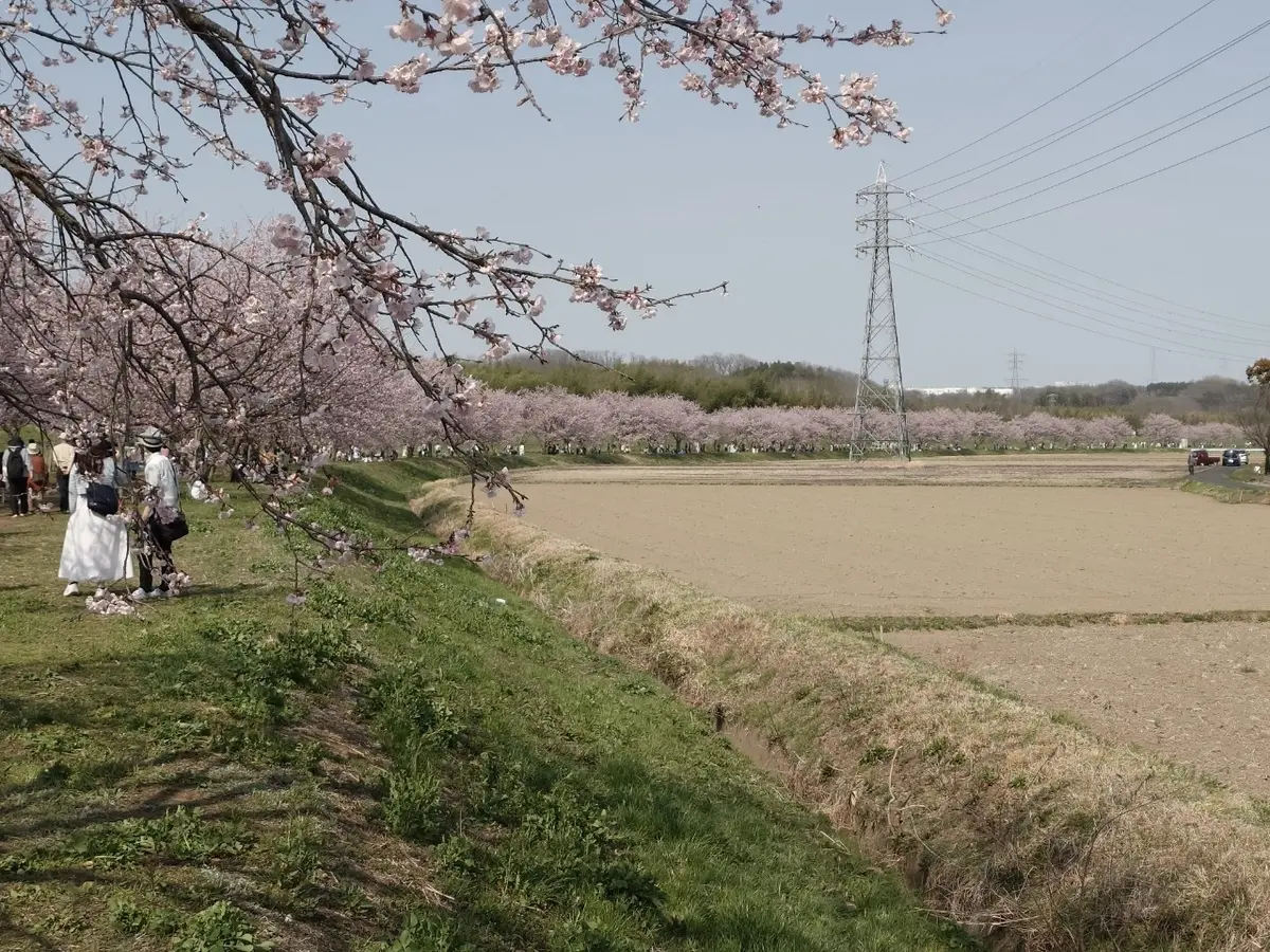 北浅羽桜堤公園