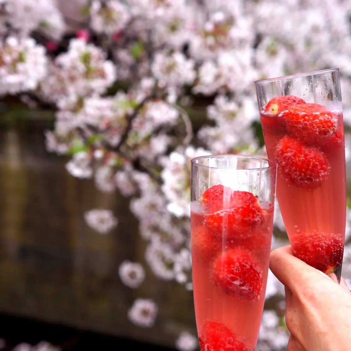 お花見と絶景こだわりランチの画像_1