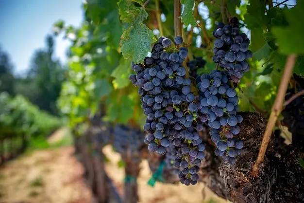 日本料理に合う赤を発見！ カリフォルニアの画像_3