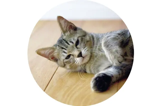 肉球はクールなブラック