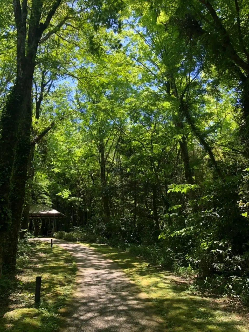 御殿場にある和カフェ「とらや工房』への画像_2