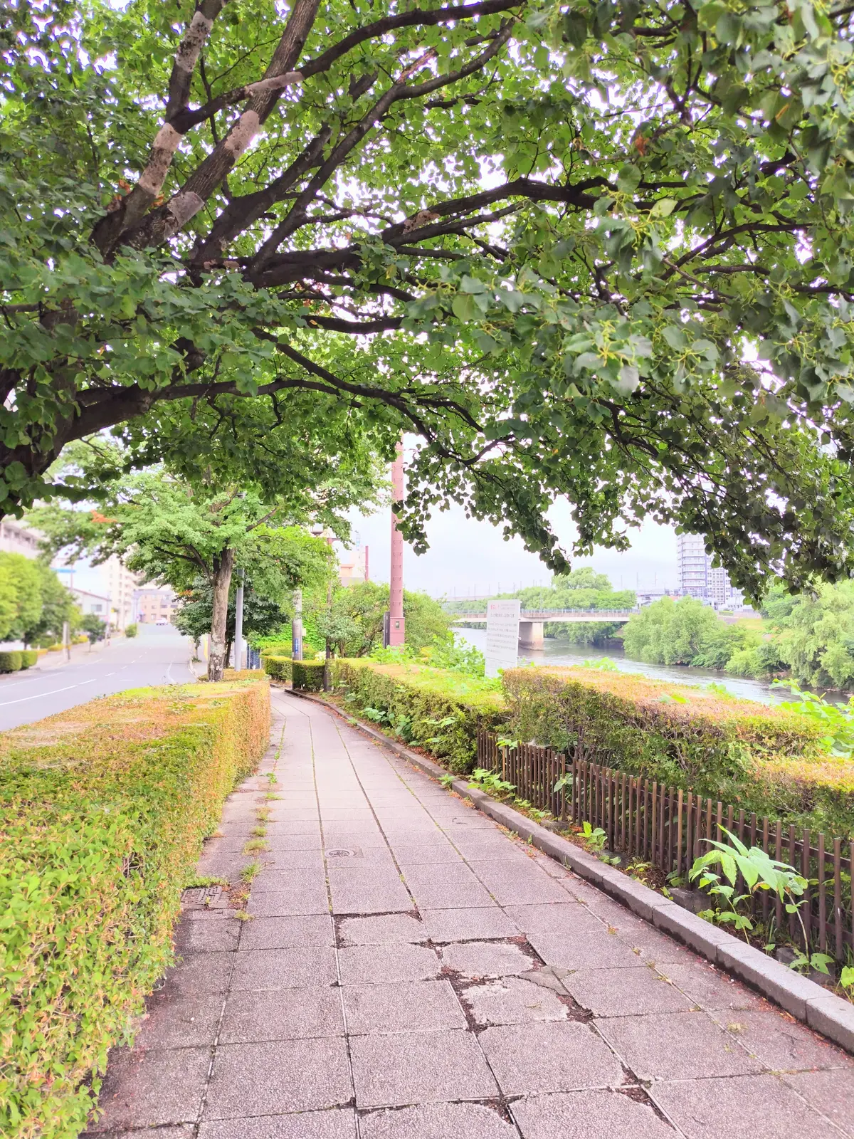 新緑の季節　北上川沿い