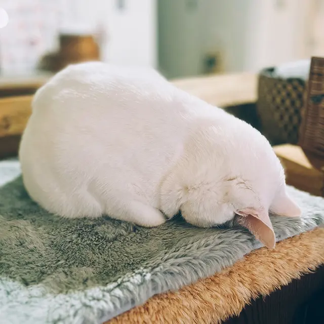 ま る で 土 下 座 の よ う な ＂ ご め ん 寝 ＂ 姿 が 愛 ら し い。