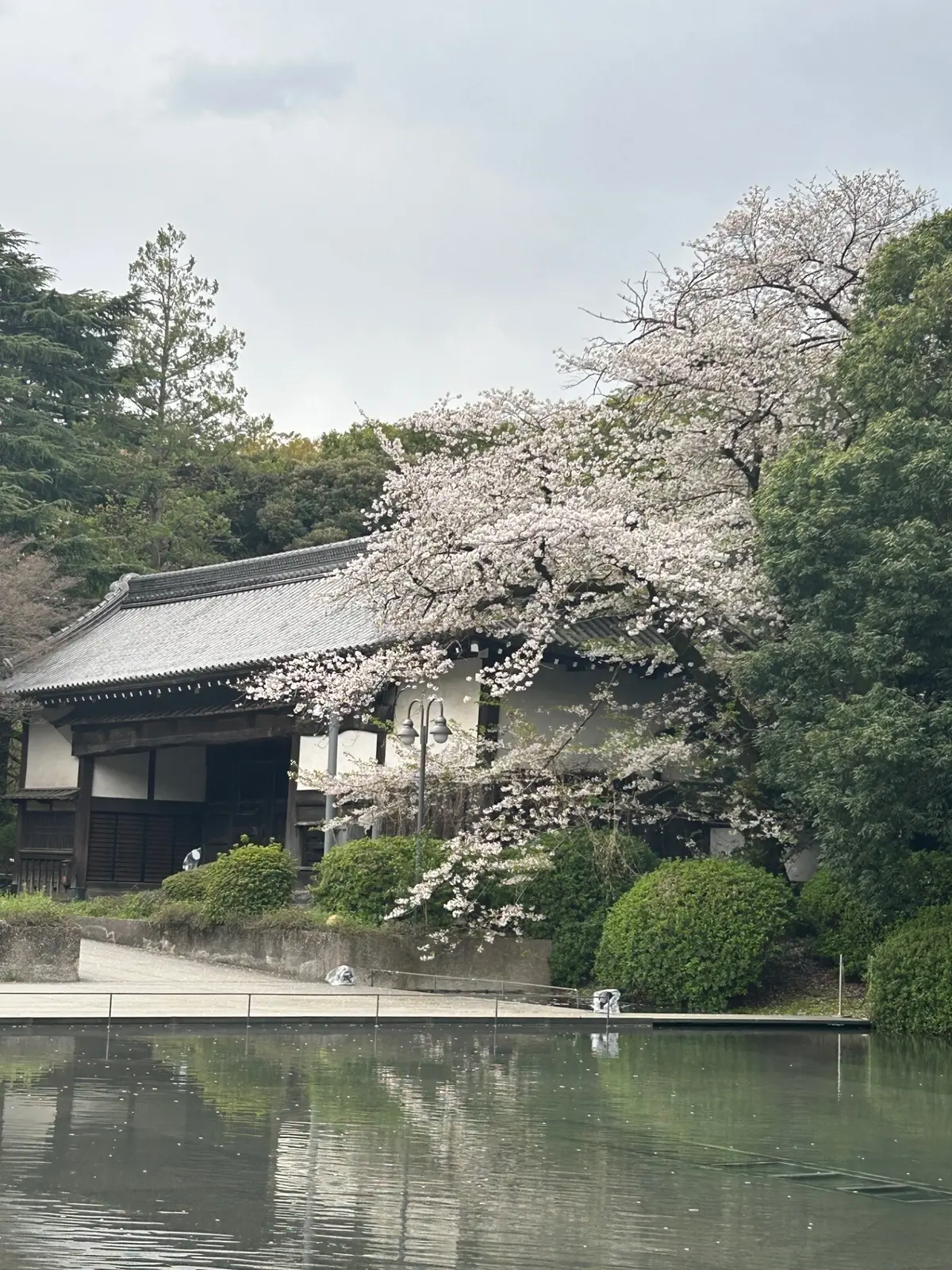 国立博物館の桜