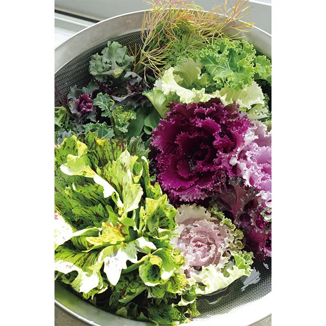 葉ぼたんのような野菜はケールの一種