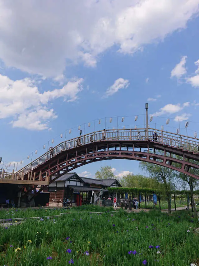 あやめ祭りへの画像_1