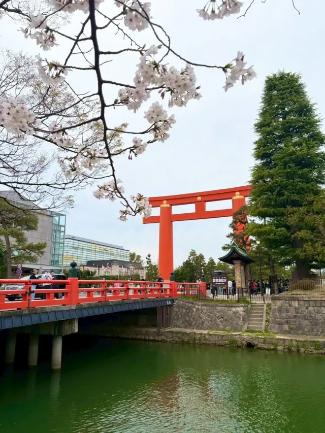 春の京都、平安神宮のしだれ桜と素敵な貴婦の画像_2