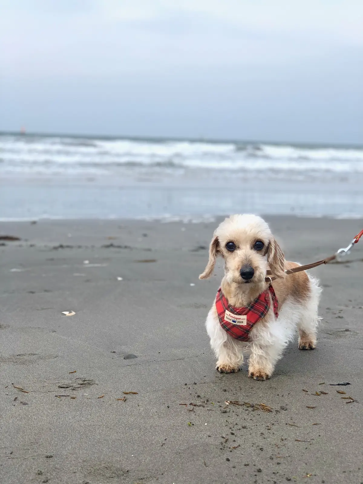 ワイヤーダックス　海　湘南　デュアルライフ　二拠点暮らし