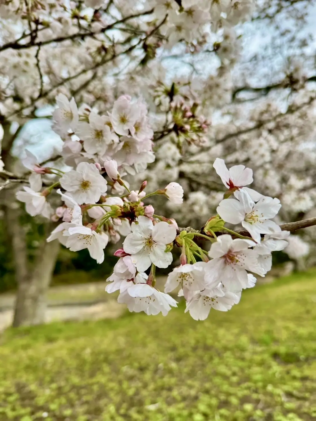 春の伊豆。お花見、淡島マリンパークへおでの画像_7