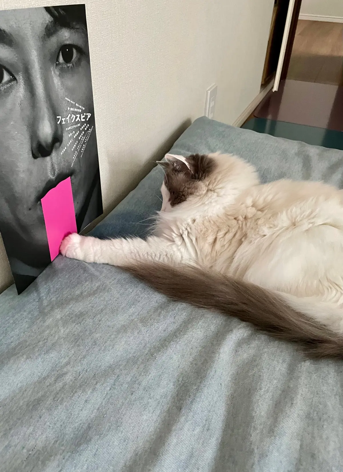 猫とパンフレット