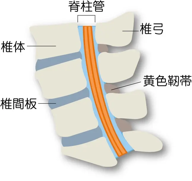 正常な脊柱管　OurAge×Webエクラ