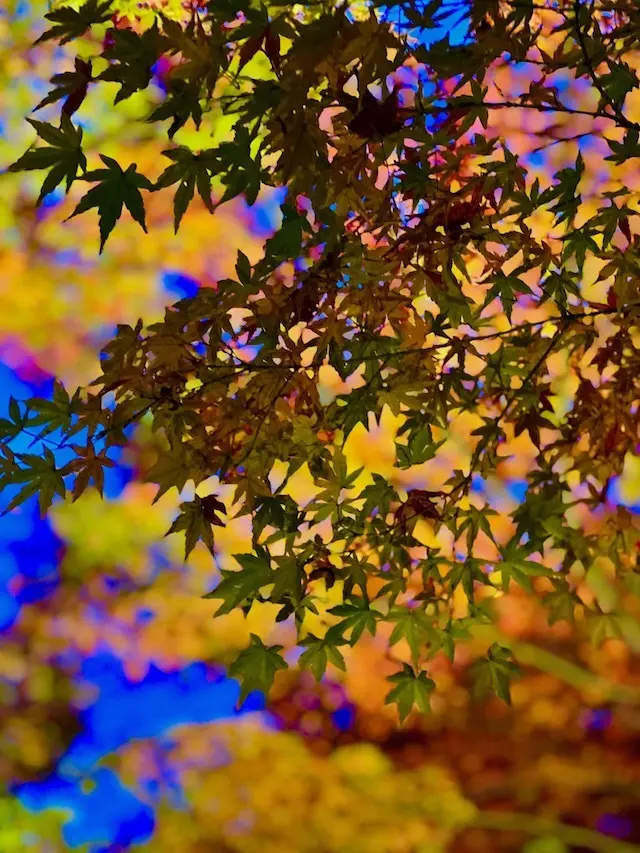 長谷寺　紅葉　紅葉ライトアップ　　
