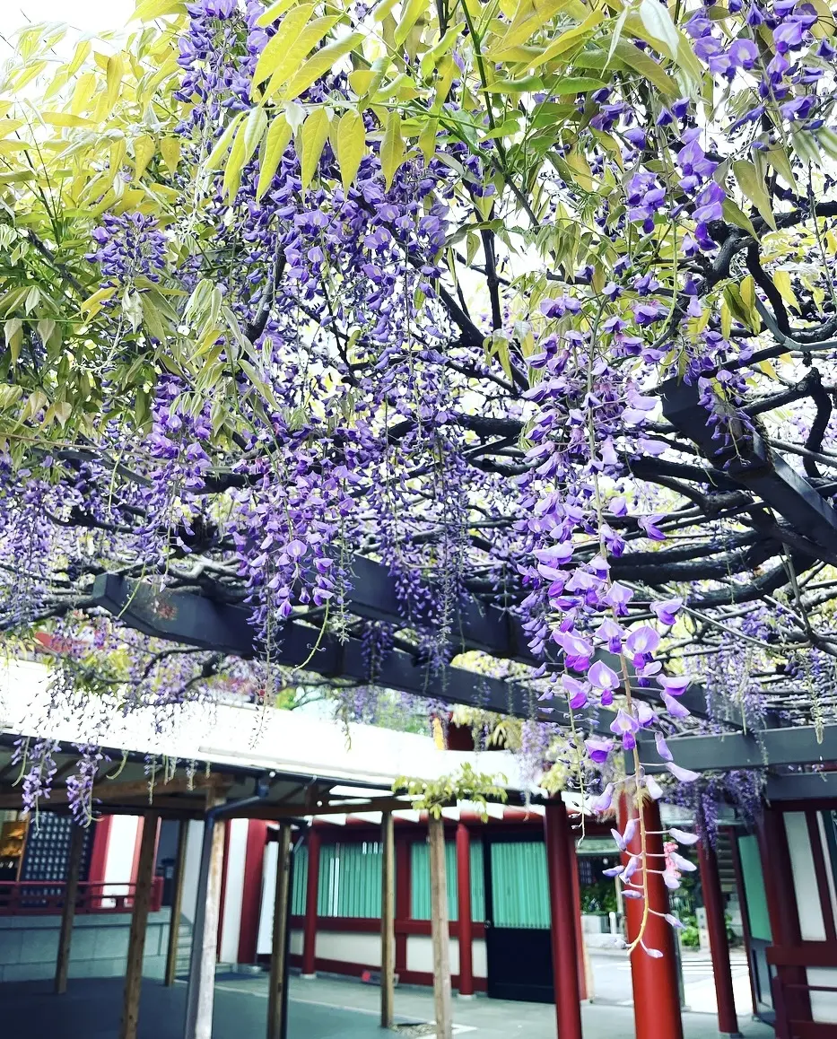 神社・だし巻き・あんみつの和巡りの画像_5