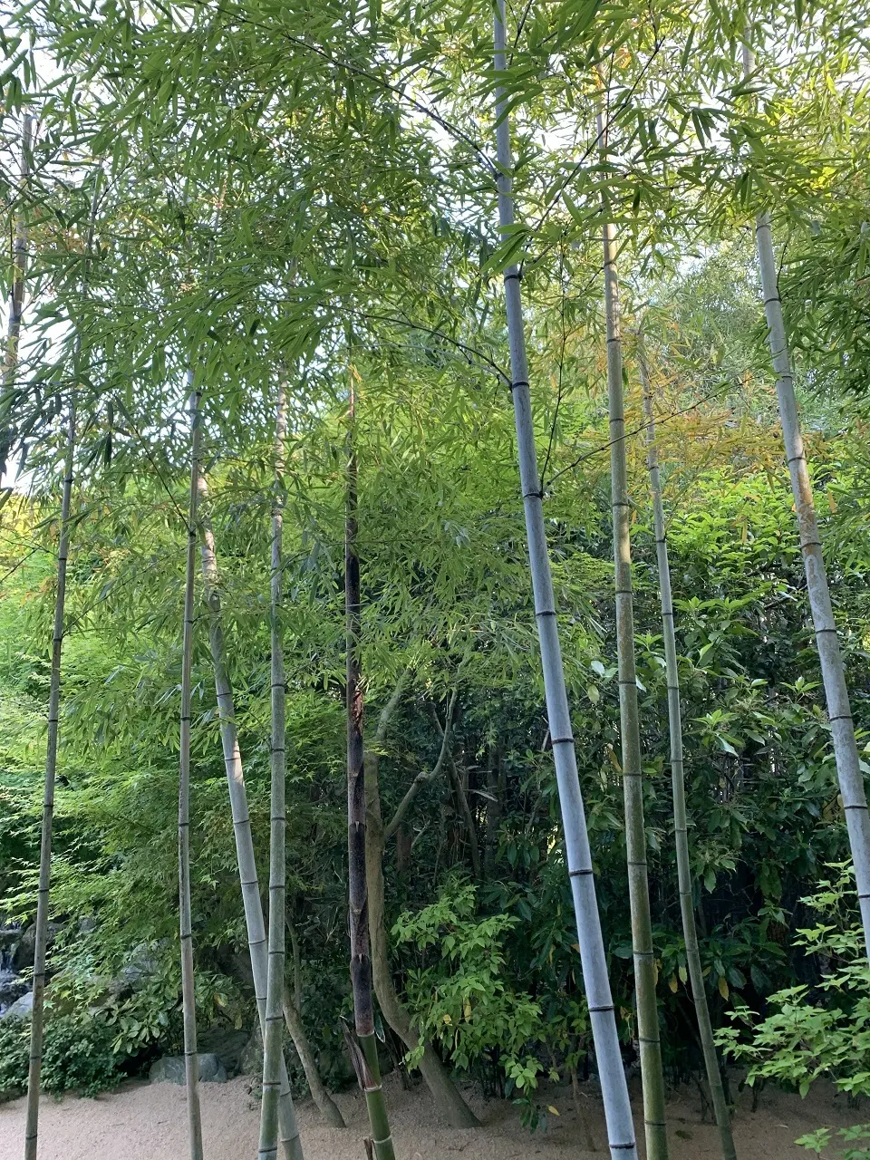 日帰りドライブ足立美術館へ移動。の画像_5