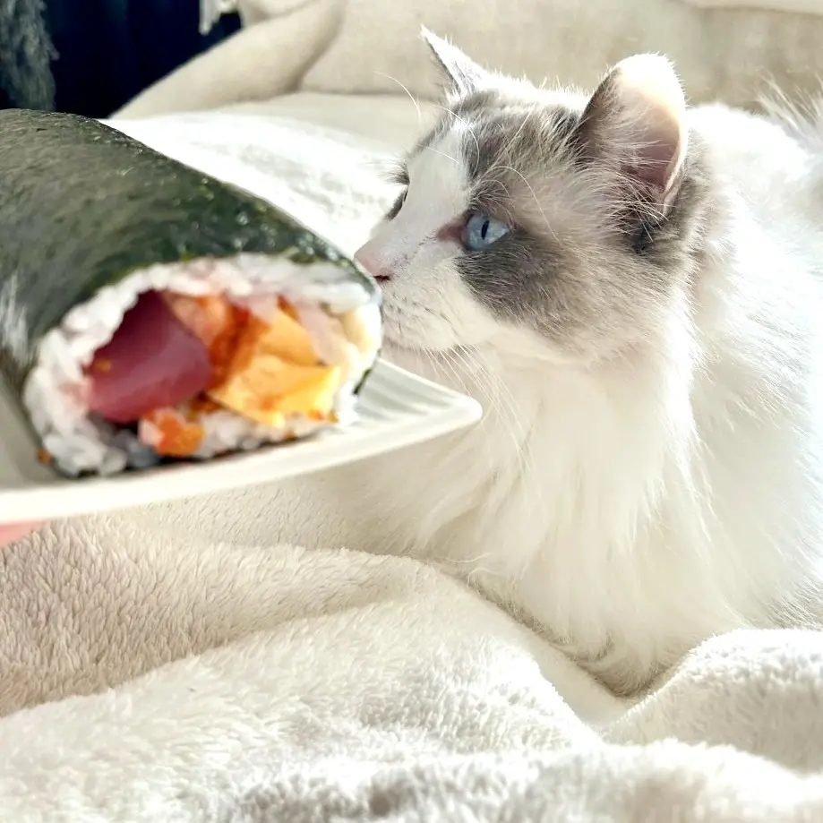 海鮮恵方巻きと猫様(上の子)