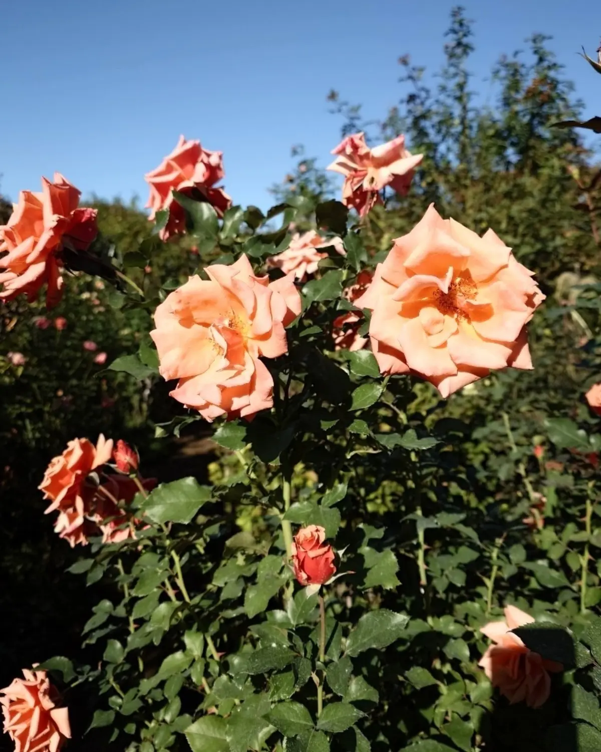 クリスマス・ディスプレイが最上級にかわいの画像_29