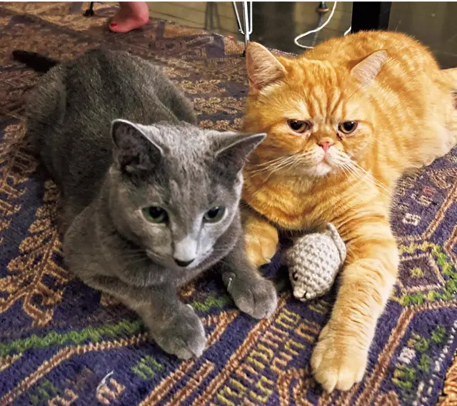 ピロシキ  チャイ