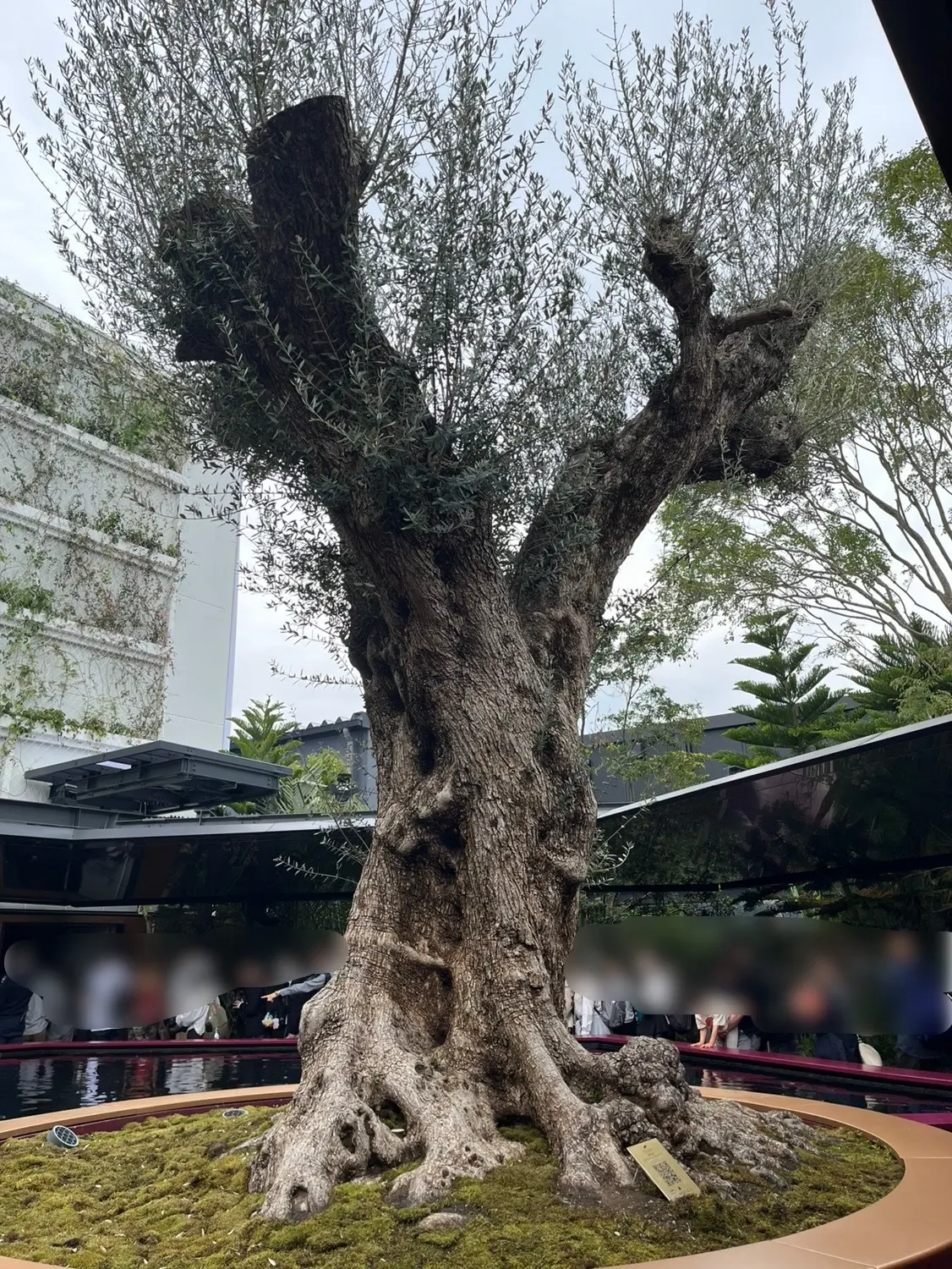 行きましょ！大阪・関西万博　vol.2の画像_3