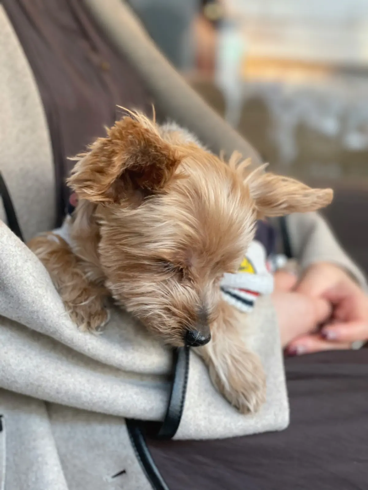 愛犬と秋のお出かけの画像_5