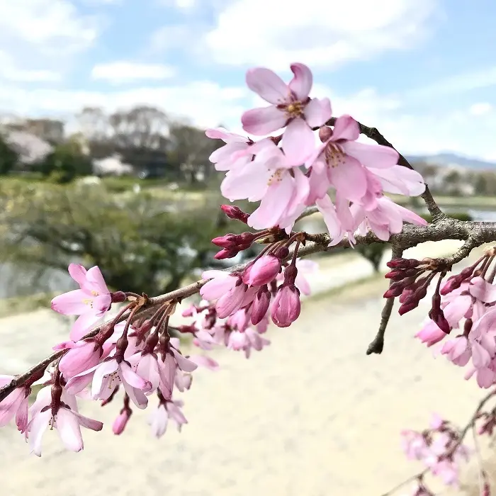 京都『桜』便りの画像_3