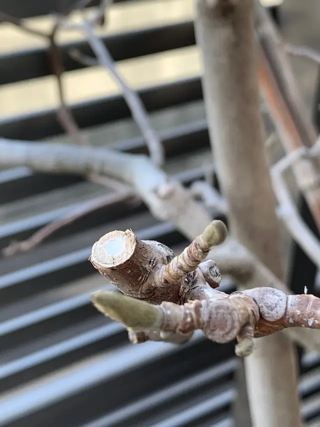 マグノリア　白木蓮