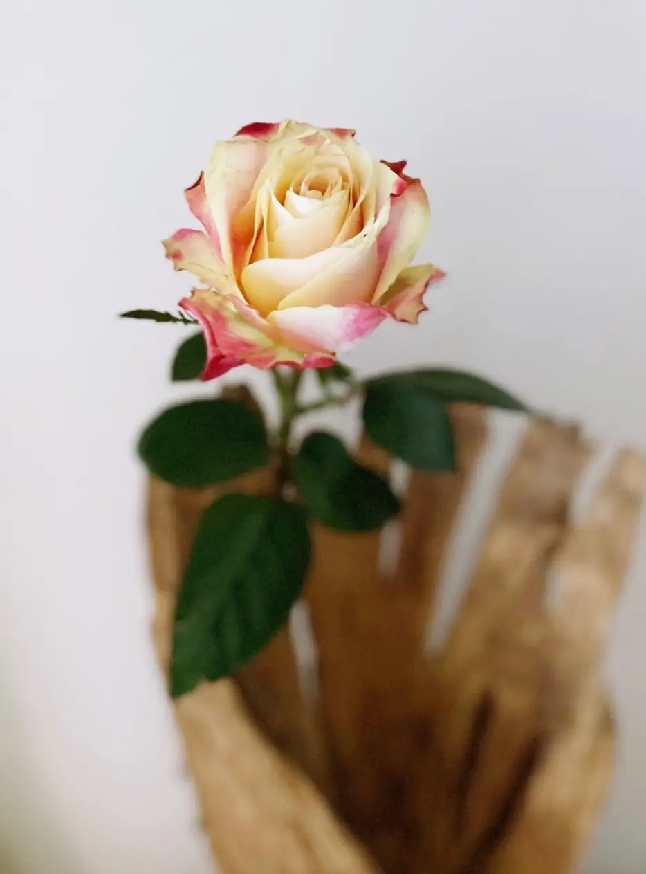 アフリカローズ