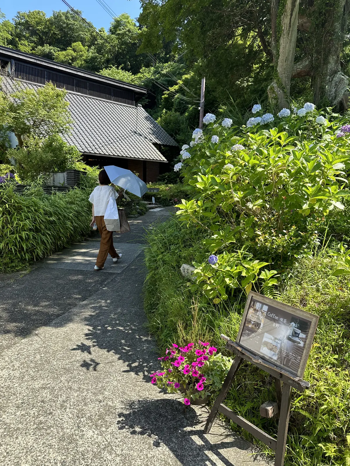 あじさいの花が咲き誇る初夏の北鎌倉明月院の画像_13