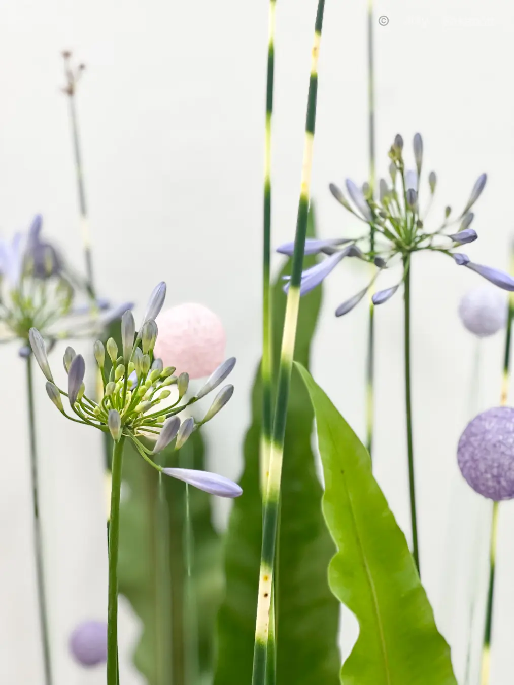 【日本橋三越】池坊 いけばな展にての画像_3