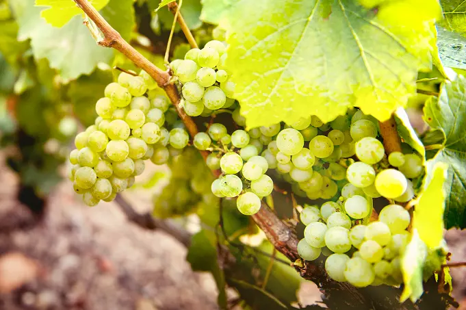 今、知っておきたいシャンパーニュは “老の画像_4