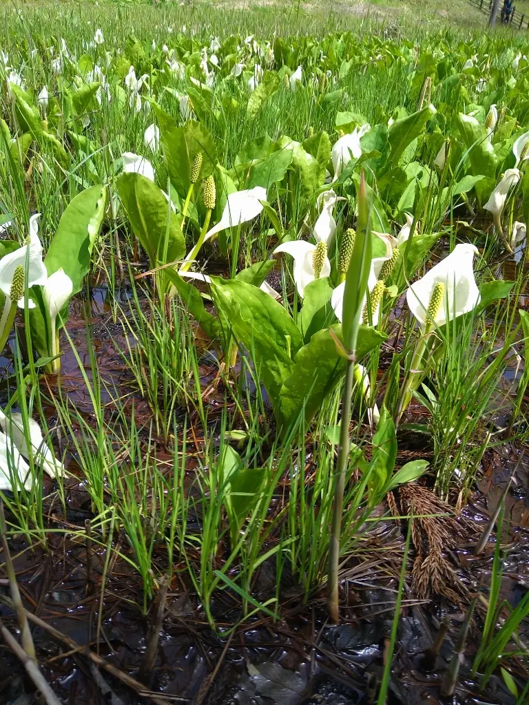 ミズバショウ①