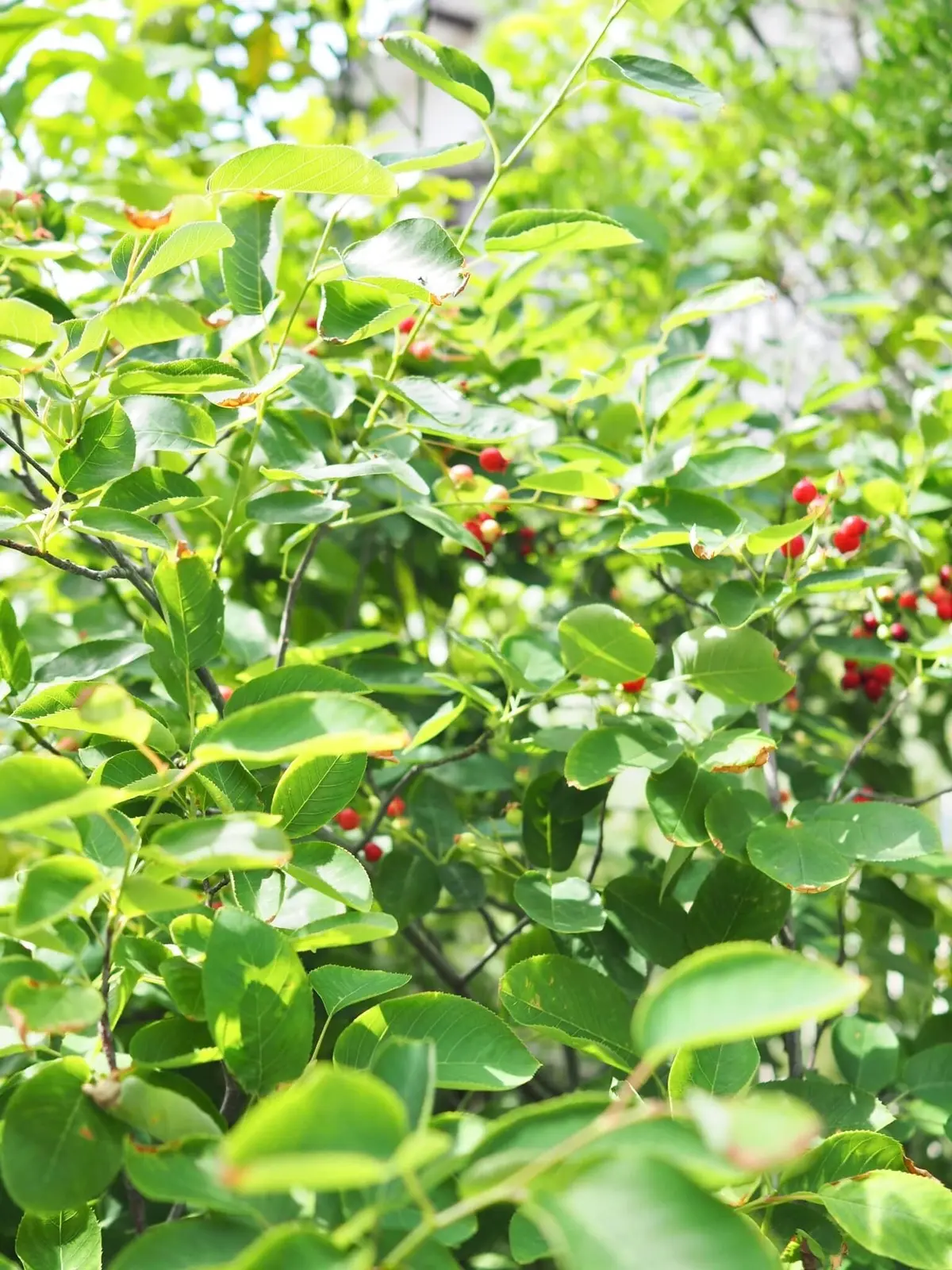 ジューンベリー収穫祭！の画像_6