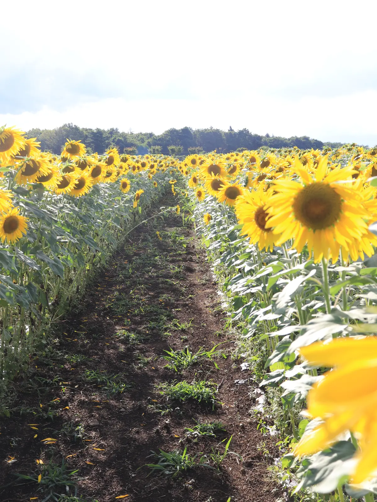 花の都公園　山中湖　富士山絶景ポイント