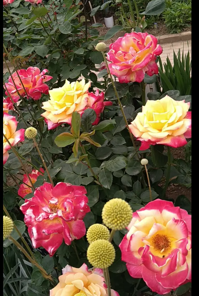 藤の花からバラへ❀フラワーパークを楽しむの画像_3