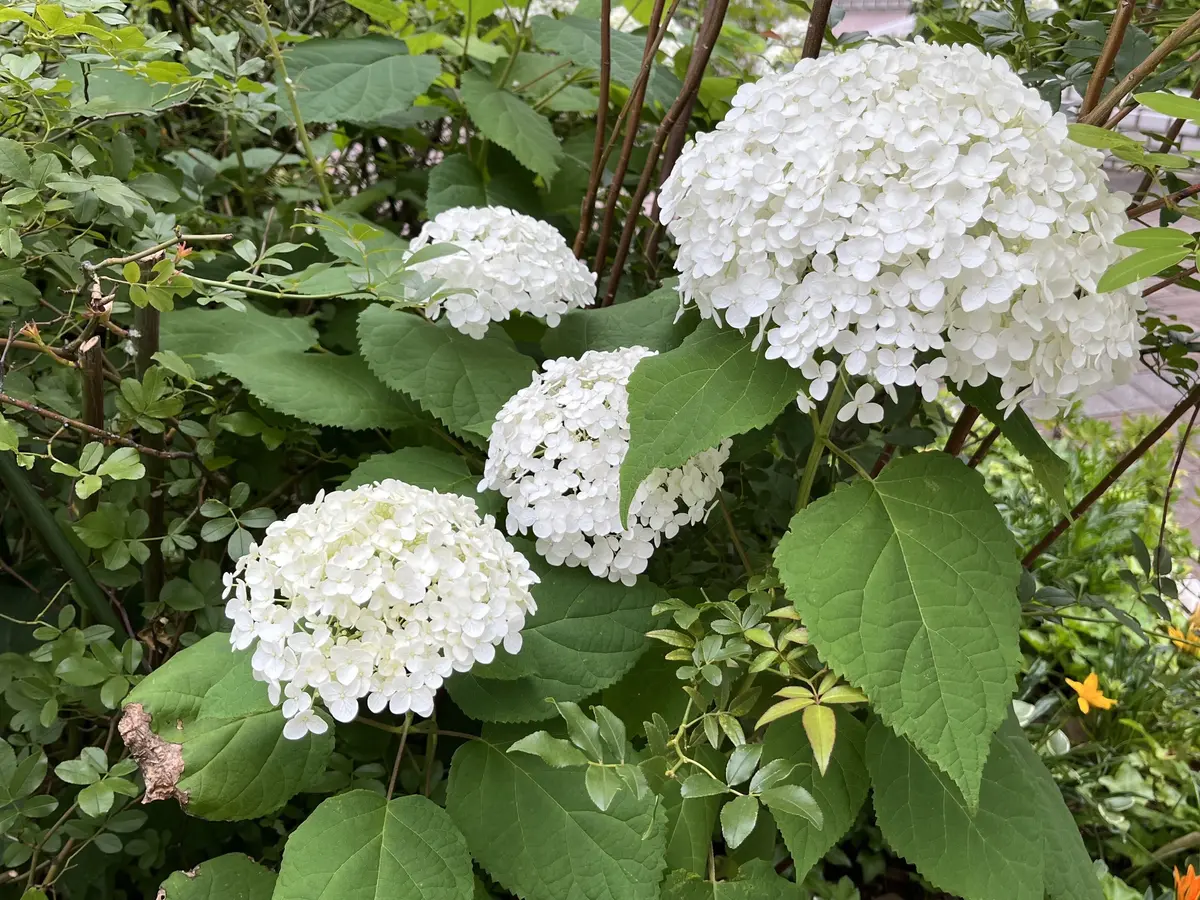 ６月の楽しみの画像_2