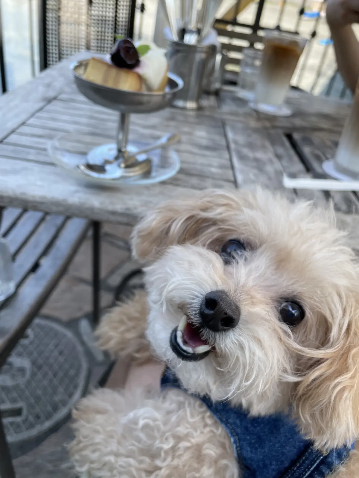 エクラ 華組　鈴木たま江さんの愛犬