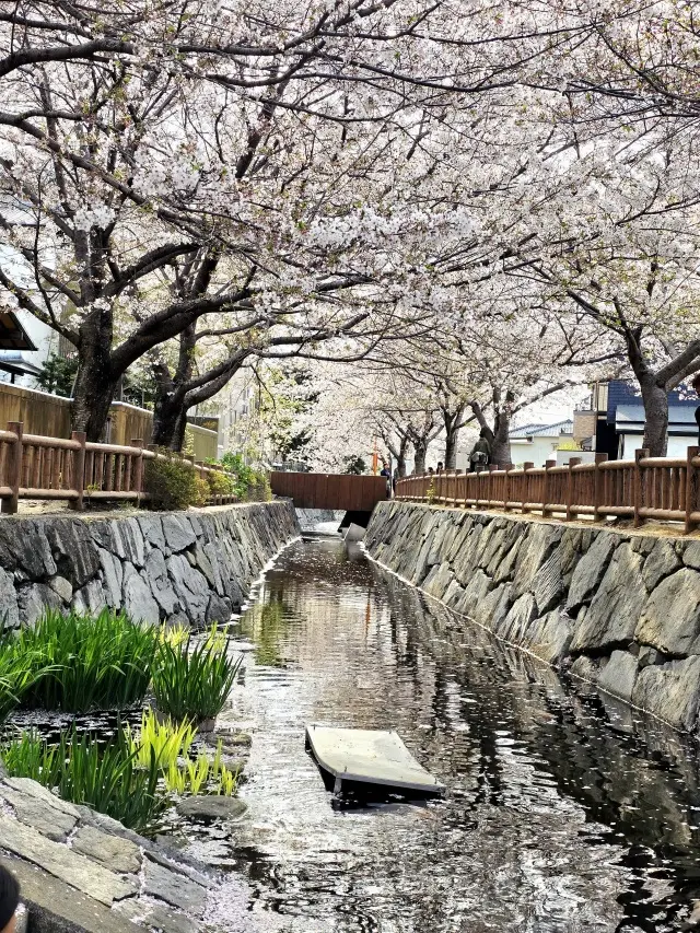 地元でお花見の画像_1