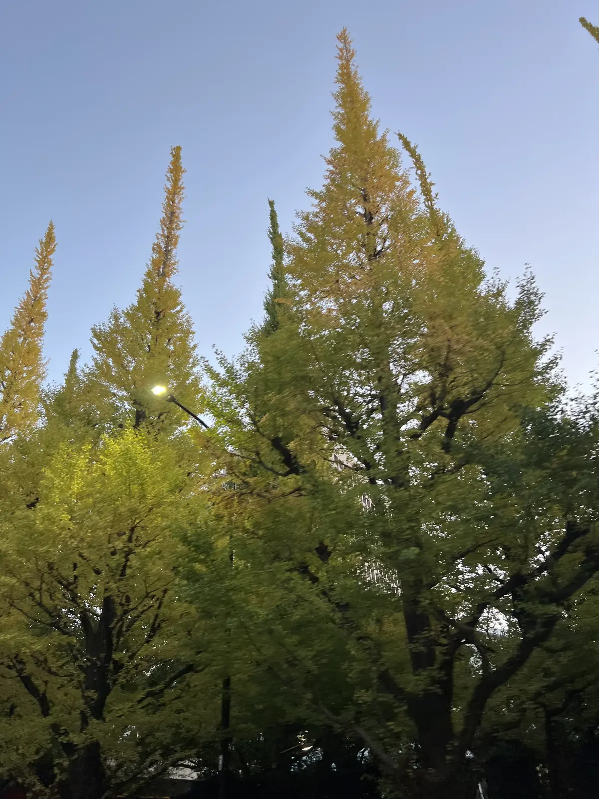 実はオールシーズン着回しています♪ブラッの画像_6