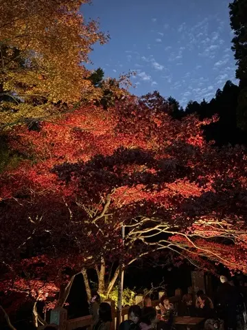想像以上の絶景に出会えた神奈川の紅葉の見の画像_2