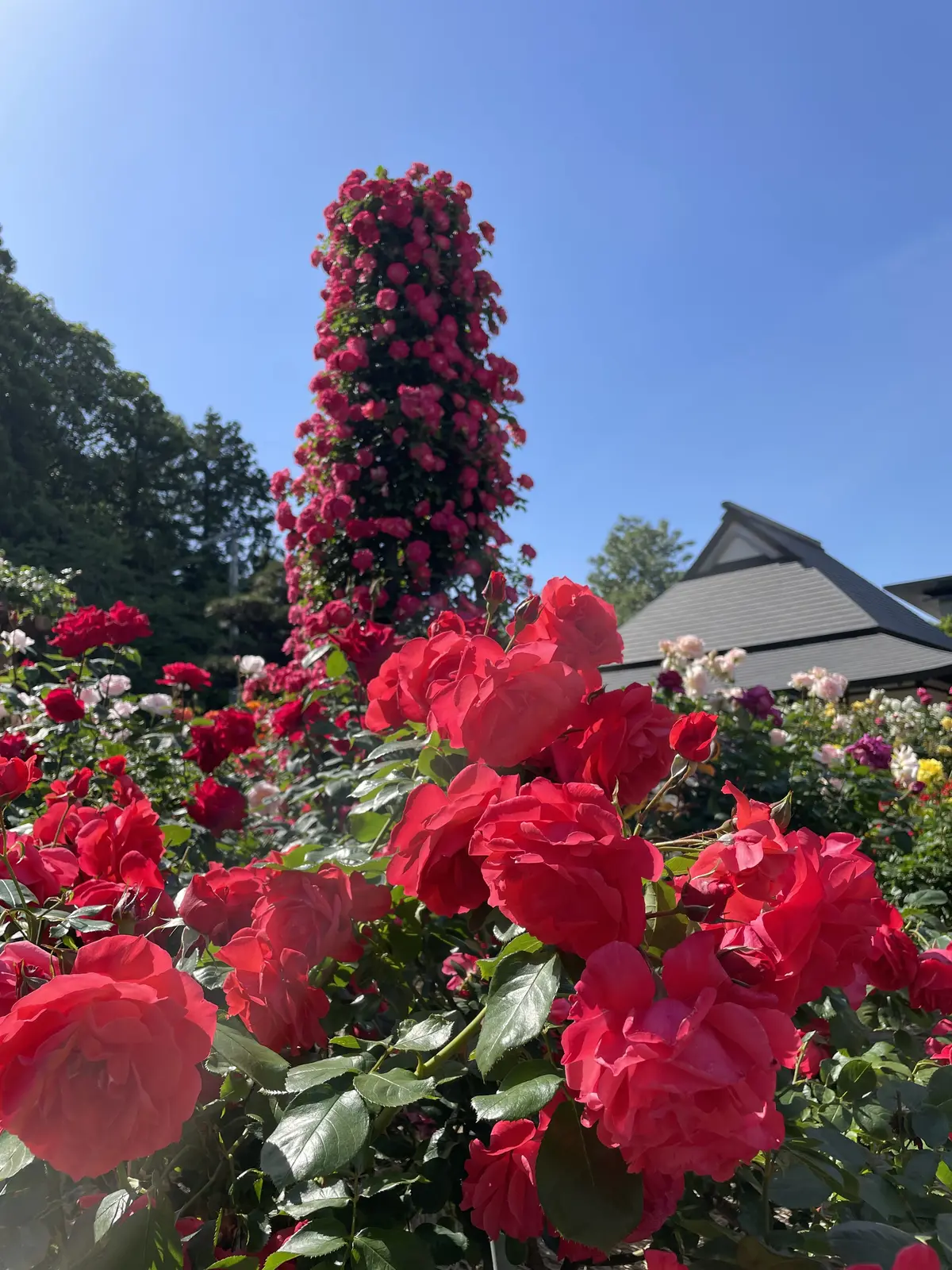 満開のバラに♡間に合いました♡の画像_3