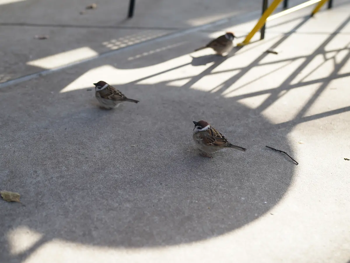 桜満開🌸大阪城公園へ♪の画像_10